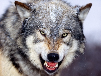 wallpapers wolf. Angry wolf wallpaper