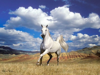 horse computer wallpaper. Arabian horse wallpaper