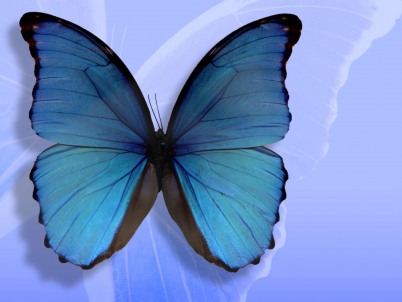 wallpaper blue butterfly. Blue butterfly wallpaper