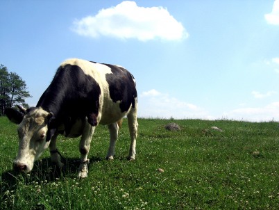 field wallpaper. Cow in field wallpaper
