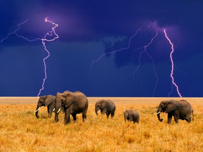storm wallpaper. Elephants in a storm wallpaper