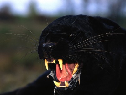 enraged-black-leopard-402.jpg
