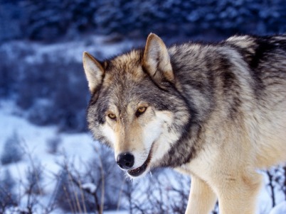 wolf wallpapers. Gray wolf wallpaper