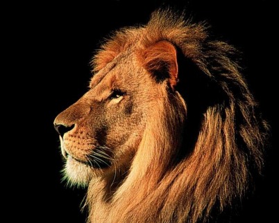 lion wallpaper. Proud lion wallpaper