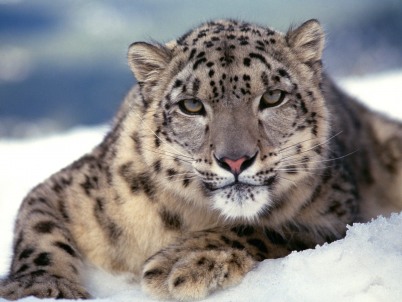 snow leopard pictures. Snow leopard wallpaper