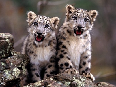 Baby Snow Leopard Pictures. Snow leopard cubs wallpaper.