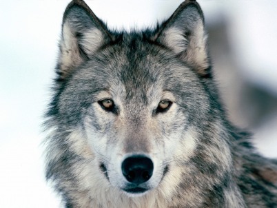 wolves wallpaper. Winter wolf wallpaper