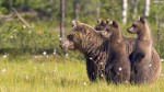 Bears Wallpaper 1920×1080 images in hight quality Widescreen